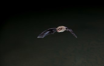 Grange Farm Pond Dipping and Bat Evening