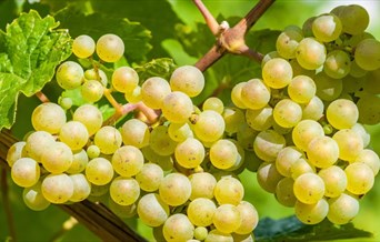 Wine Dinner: An evening with Lionel Lachasseigne
