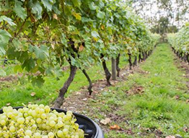 Gourmet Garden Trail -Tudor merchant houses to breweries.