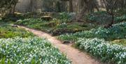 Snowdrops in bloom in Myddelton House Gardens' Alpine Meadows