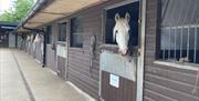 Lee Valley Riding School