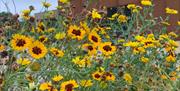 Picture of WIldflowers outside Langdon NDC