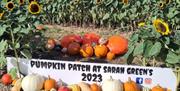 Pumpkins at Sarah Green's