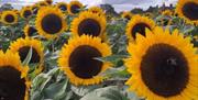 Field of sunflowers at Sarah Green's