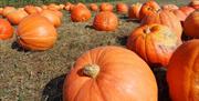 Pumpkins at Sarah Green's