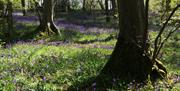 Hanningfield Waterside