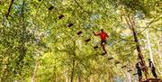 Go Ape Chelmsford Essex