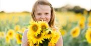 Small child with bunch of sunflowers at Writtle Sunflowers in Essex