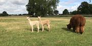 Bardfield-Vineyard----Alpacas