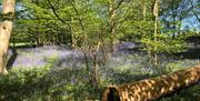 Hanningfield Waterside Park