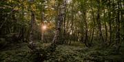 Woodland at Little Baddow