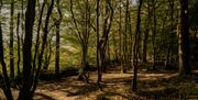 Little Baddow woodland