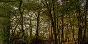 Trees