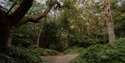 Woodland