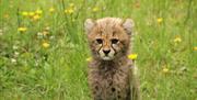 Cheetah Cub at Colchester Zoo