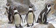 Penguins at Colchester Zoo