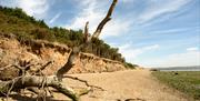 Cudmore Grove Beach tree branch