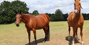 Two chestnut horses standing in their grass paddock. 
The horse on the left has a white mark on its forehead, black mane, tail and hooves. The horse o