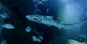 Zebra Shark