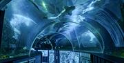 Sealife Adventure