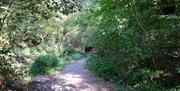 Danbury Park shady path