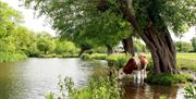 Cows drinking from the river at Dedham