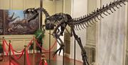 Juliasaurus dinosaur skeleton