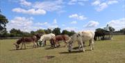 Eight donkeys grazing in their grass paddock, eating grass and hay. Blue skies, clouds and trees line the background. Lots of different colour donkeys