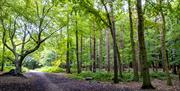 Trail through Thorndon Country Park