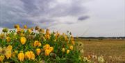 East Mersea