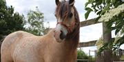 Creamy brown coloured pony (Dun) wearing a red head collar looking at the camera, standing in front of a fence. Some lovely white flowers to the right