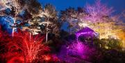Glow at RHS Garden Hyde Hall