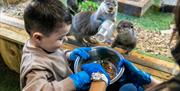Otter Experience