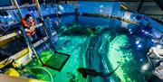 Shark & Ray Experience