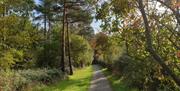 Hanningfield trail