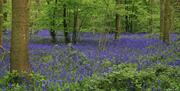 Hanningfield Nature Discovery Park