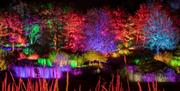 The Hillside aglow with lights at Hyde Hall