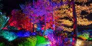 See trees and shrubs uplit with festive colour at Hyde Hall