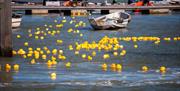 Duck Race