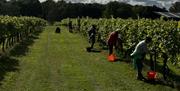 Dedham Vale Vineyard grape harvest.