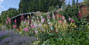 Tall hollyhock plants with maroon, pink and yellow flowers in a stunning summer border