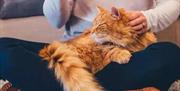 Ginger cat sitting in owner's lap