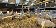 Pets Corner lambing shed