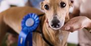 Dog with rosette