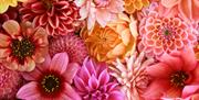 Assorted colourful flowers