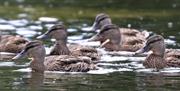 Hanningfield Waterside Park