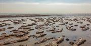 Mersea Island, River Colne