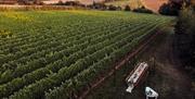 Al fresco wedding breakfast set up in the vineyard at Tuffon Hall Vineyard