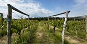 Part of Dedham Vale Vineyards 8 acre of vines.