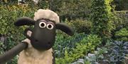 A selfie of Shaun the sheep in front of some brassica